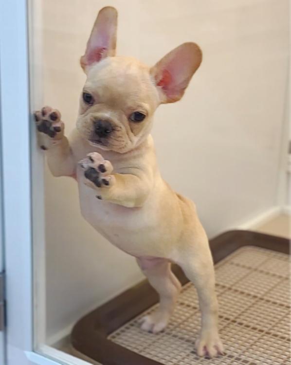animal_image