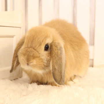 animal_image
