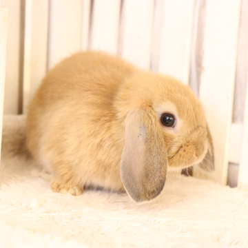 animal_image