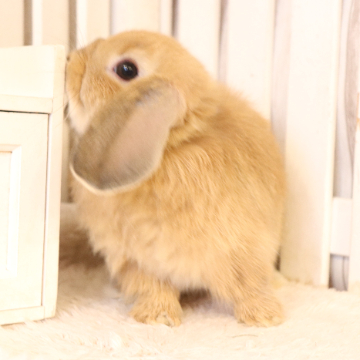 animal_image