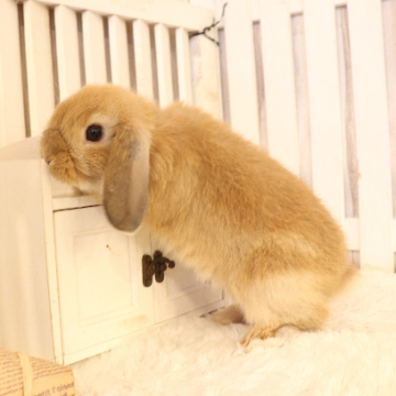 animal_image