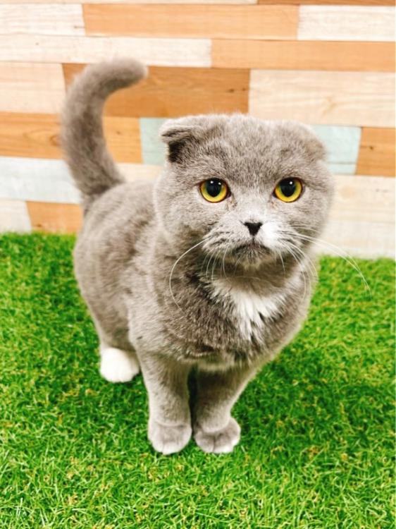 animal_image