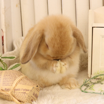 animal_image