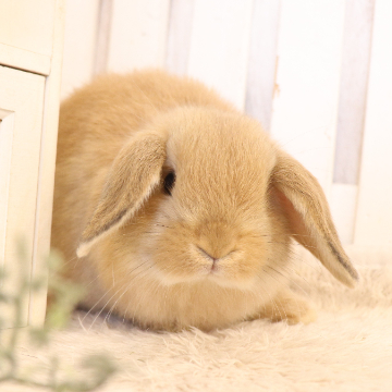 animal_image