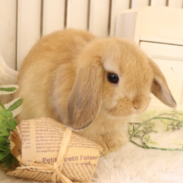 animal_image