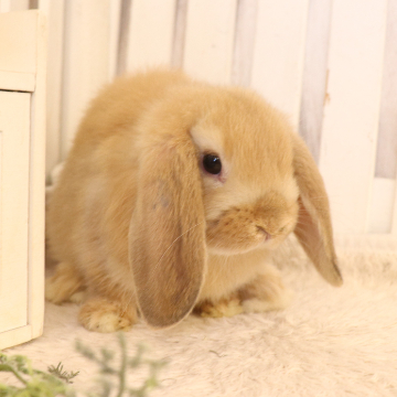 animal_image
