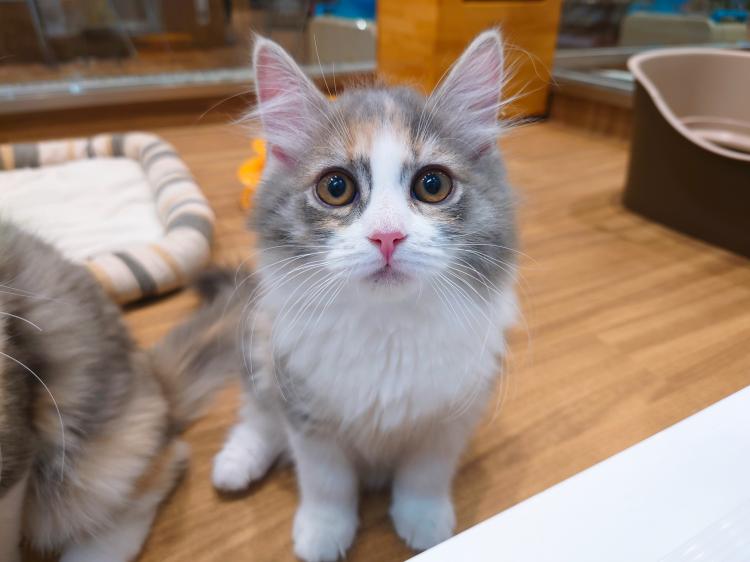 animal_image