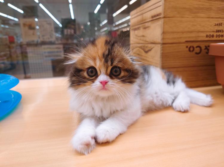 animal_image