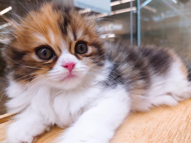 animal_image