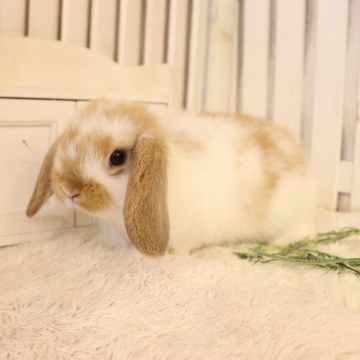 animal_image