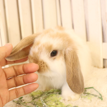 animal_image