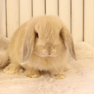 animal_image