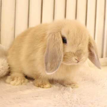 animal_image
