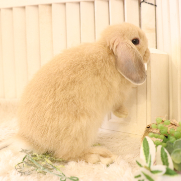 animal_image