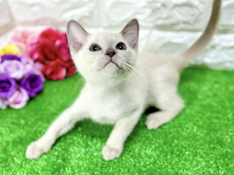 animal_image