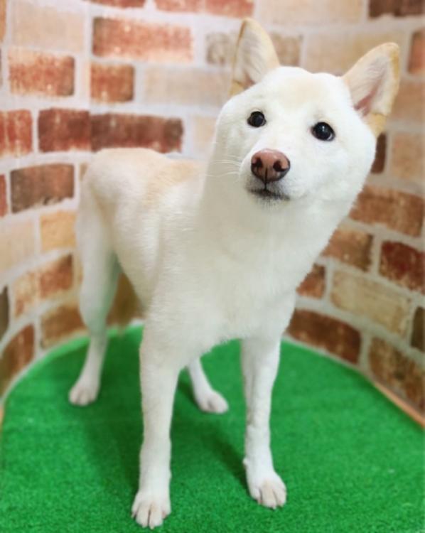 animal_image