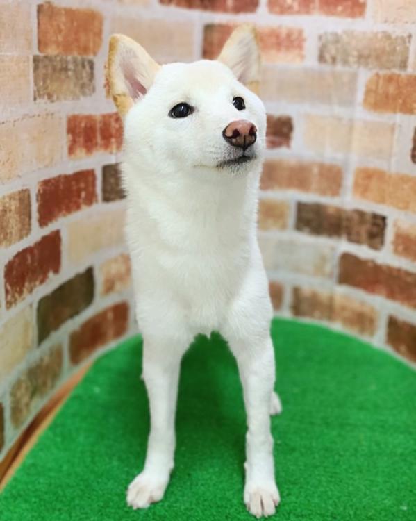 animal_image