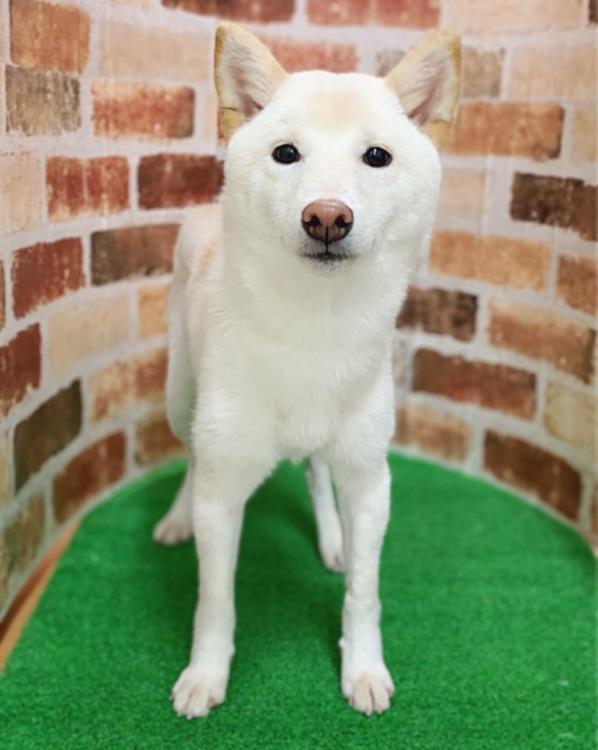 animal_image