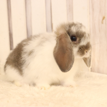 animal_image