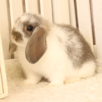 animal_image