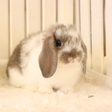 animal_image
