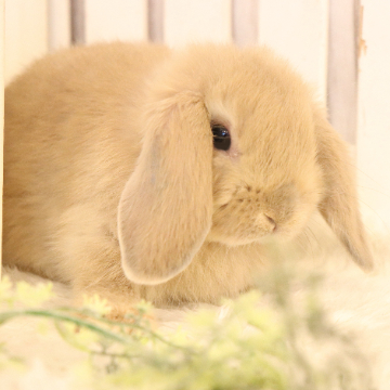 animal_image