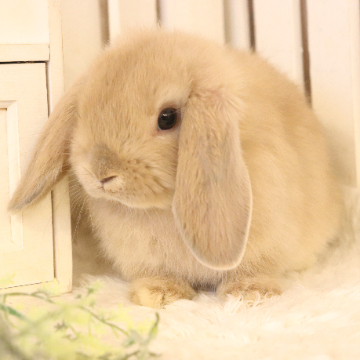 animal_image