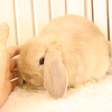 animal_image