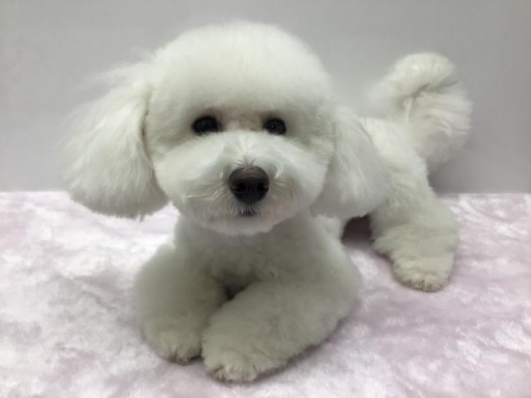 animal_image
