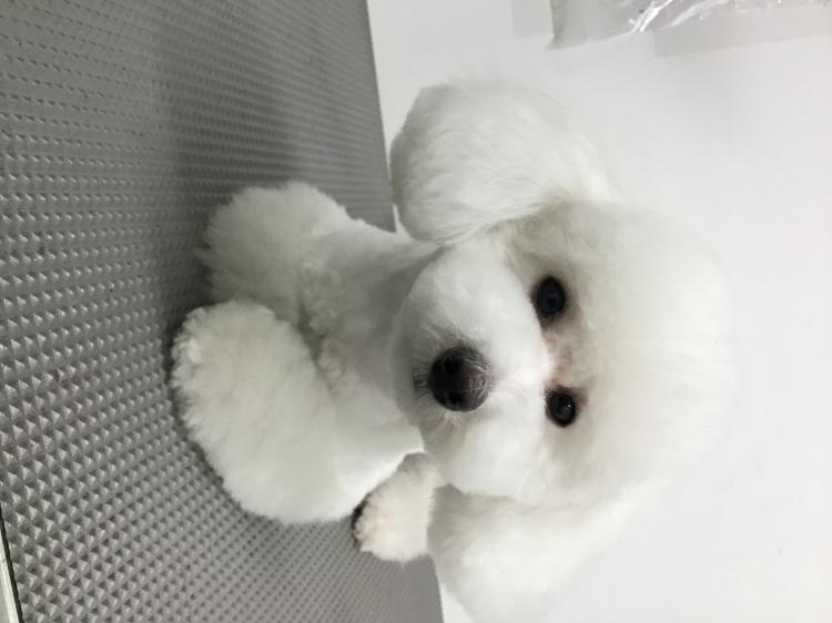 animal_image