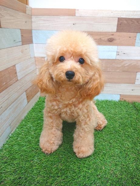 animal_image