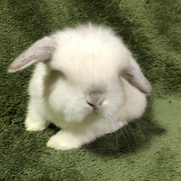 animal_image