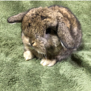 animal_image