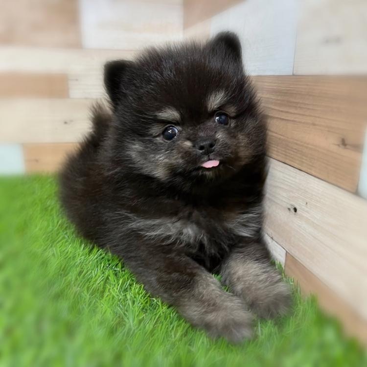 【ポメラニアン クロ】 ポメラニアン☆黒ポメちゃん 羊毛フェルト - CHECO-LU'S GALLERY