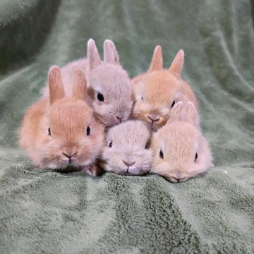 animal_image