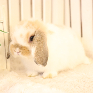 animal_image