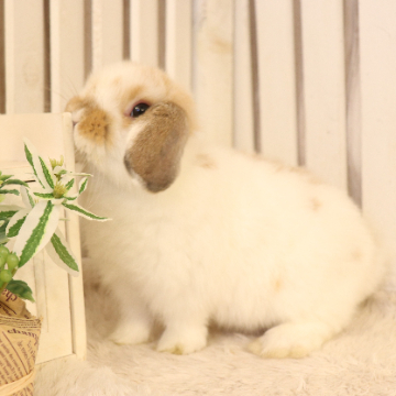 animal_image