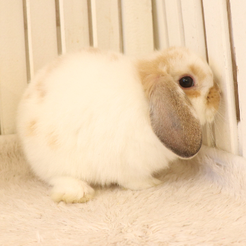 animal_image