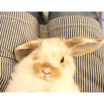 animal_image