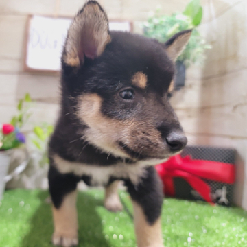animal_image