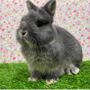 animal_image