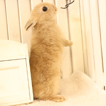 animal_image
