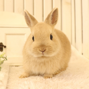 animal_image