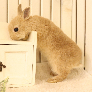 animal_image