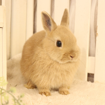 animal_image