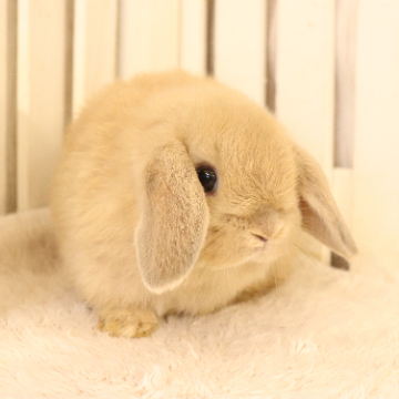 animal_image