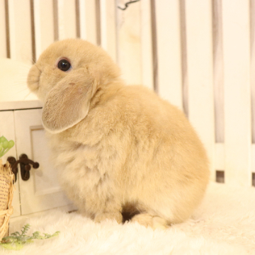 animal_image