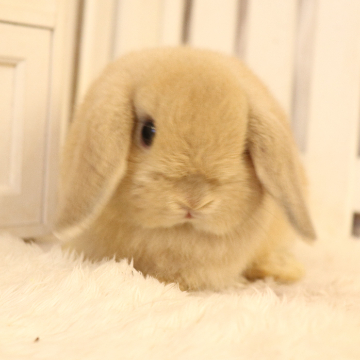 animal_image