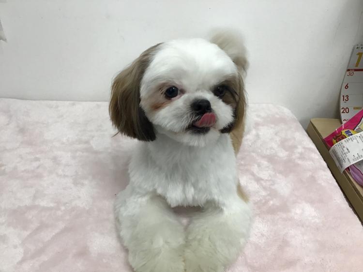 animal_image