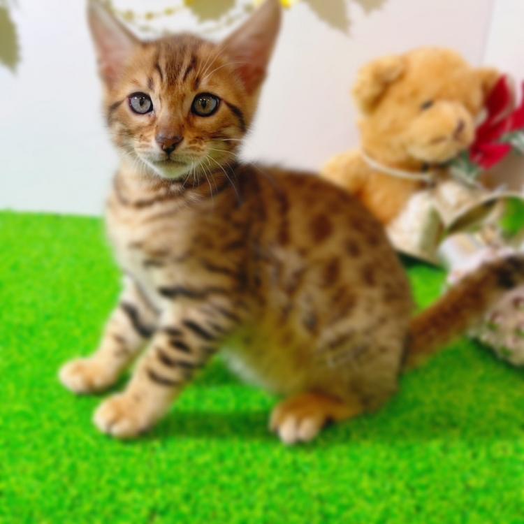 animal_image